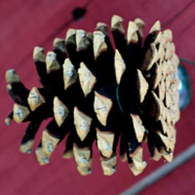 Natural Ponderosa Cones - 2 Dozen Medium Size